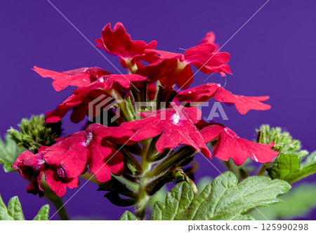 Vibrant Red Verbena Against a Deep Purple Backdrop 125990298