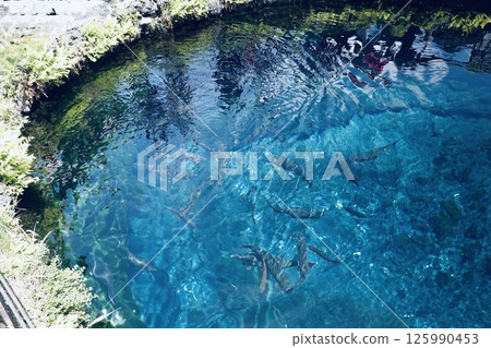 忍野八海溫泉池 125990453