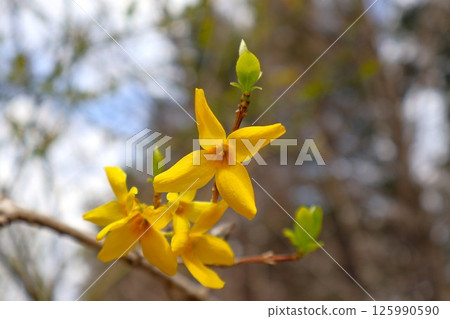 Beautifully blooming forsythia flowers 125990590