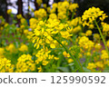 盛開的油菜花 125990592