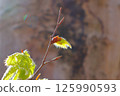 正在發芽的山毛櫸芽 125990593