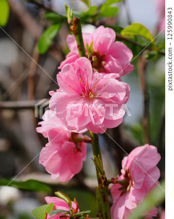 Landscape with halibut (Siberian peach) Landscape with halibut (Siberian peach) 125990843