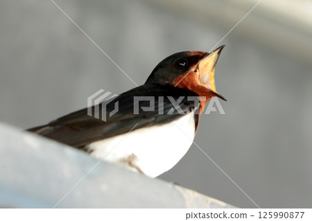 A child of the swallow A child of the swallow 125990877