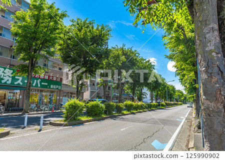 松戶市：新松戶櫸樹街的行道樹與街景 125990902