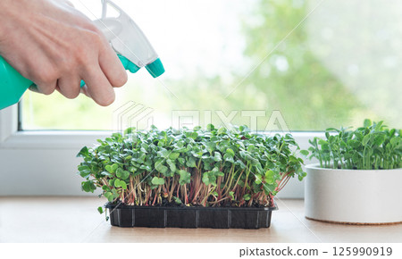 Gardener spraying microgreens growing in plastic containers on windowsill 125990919