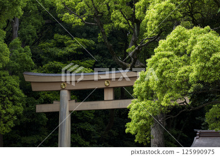 Fresh greenery in early summer and the torii gates of Meiji Shrine 125990975