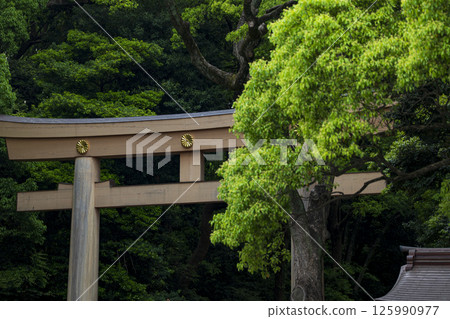 初夏的新綠與明治神宮的鳥居 初夏的新綠與明治神宮的鳥居 125990977