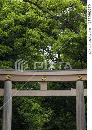 初夏的新綠與明治神宮的鳥居 初夏的新綠與明治神宮的鳥居 125990979