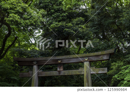 Fresh greenery in early summer and the torii gates of Meiji Shrine Fresh greenery in early summer and the torii gates of Meiji Shrine 125990984