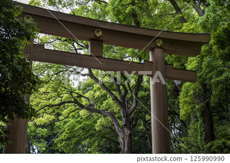 初夏的新綠與明治神宮的鳥居 初夏的新綠與明治神宮的鳥居 125990990