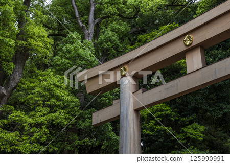 初夏的新綠與明治神宮的鳥居 125990991