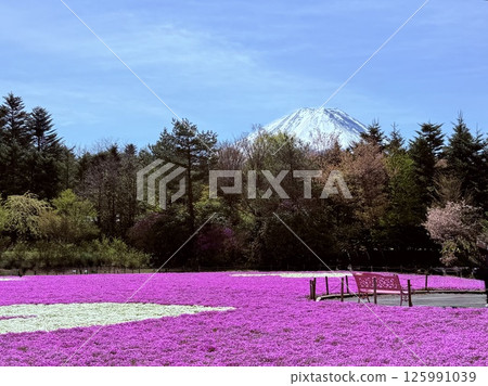 富士山和櫻花盛開 125991039