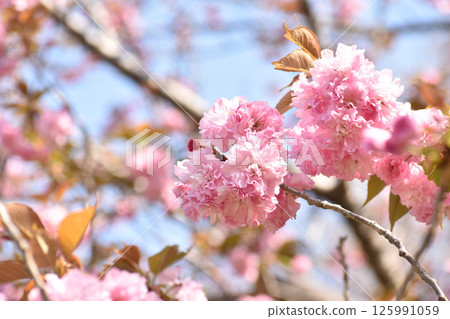Bright pink double cherry blossoms Bright pink double cherry blossoms 125991059