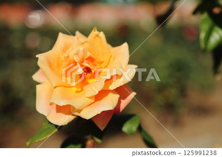 Arao City Ominous Citizen Flower Bed Rose Flower, Arao City Ominous Citizen Flower Bed Rose Flower, 125991238