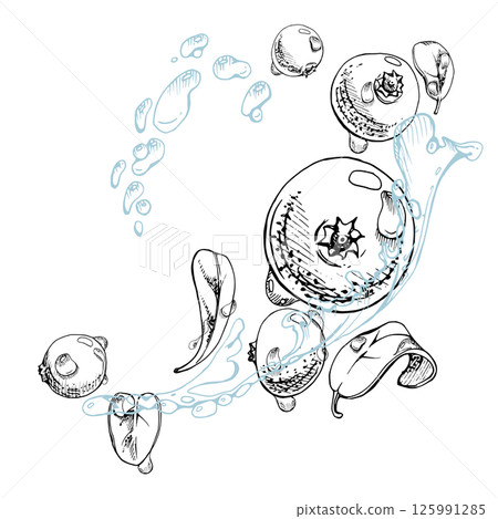 Cranberry lingonberry flying in water splash with green leaves and drops, ripe forest berry bearberry teaberry wintergreen vector hand drawn in ink. Isolated illustration for cafe menu, farmers market 125991285
