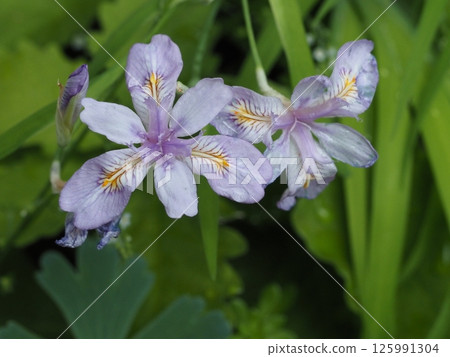 森林邊緣靜靜綻放的姬賀花 125991304