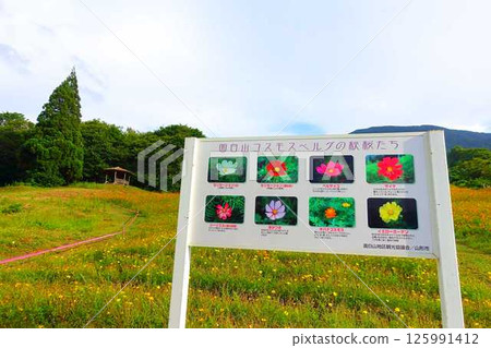 Cosmos in full bloom, Autumn cherry blossoms, Cosmosberg, Omoshiroyama Plateau Cosmos in full bloom, Autumn cherry blossoms, Cosmosberg, Omoshiroyama Plateau 125991412