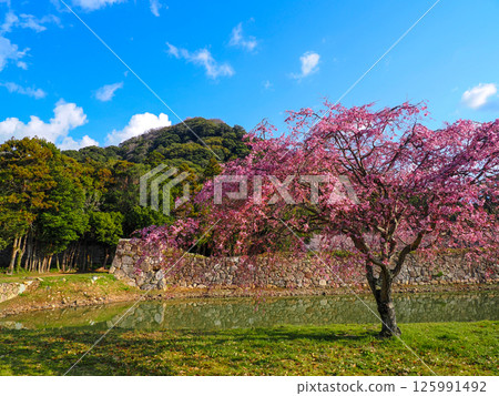 Hagi Castle Ruins and Shizukiyama Hagi Castle Ruins and Shizukiyama 125991492
