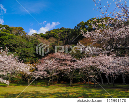 Scenery with Mt. Shigetsu and cherry blossoms 125991578