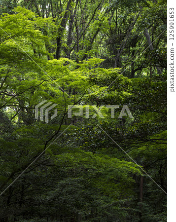 Meiji Shrine Forest: A forest of fresh greenery in early summer 125991653