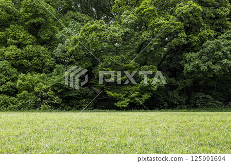 Meiji Shrine Forest: A forest of fresh greenery in early summer Meiji Shrine Forest: A forest of fresh greenery in early summer 125991694