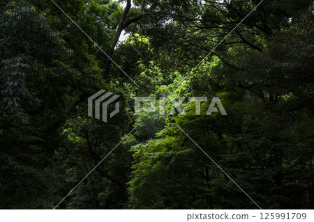 Meiji Shrine Forest: A forest of fresh greenery in early summer Meiji Shrine Forest: A forest of fresh greenery in early summer 125991709