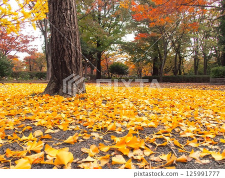 Autumn park scenery with yellow ginkgo leaves falling Autumn park scenery with yellow ginkgo leaves falling 125991777