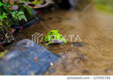森林樹蛙的交配 125991780