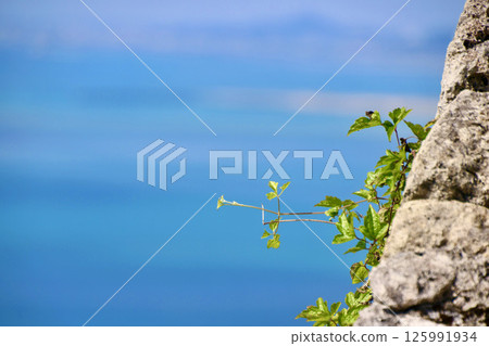 View from the ruins of Katsuren Castle, looking west (Uruma City, Okinawa Prefecture) 125991934