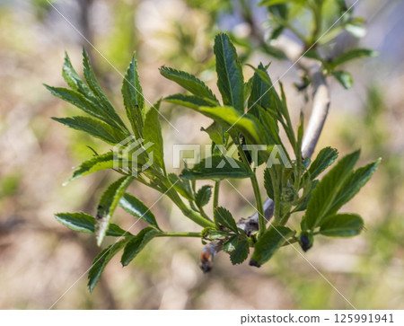 Leaves bloom on the alder tree in spring. Nature Leaves bloom on the alder tree in spring. Nature 125991941