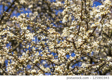 Leaves bloom on the alder tree in spring. Nature Leaves bloom on the alder tree in spring. Nature 125991943
