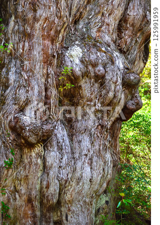A zoomed-in photo of the majestic Jomon Cedar 125991959