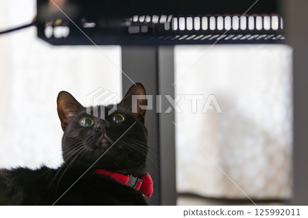 Black cat  125992011