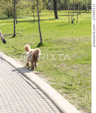Young woman walks her dog out in the park 125992115