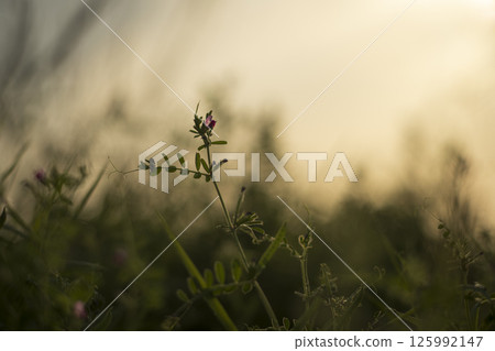 Sunset light and grass in the field 125992147