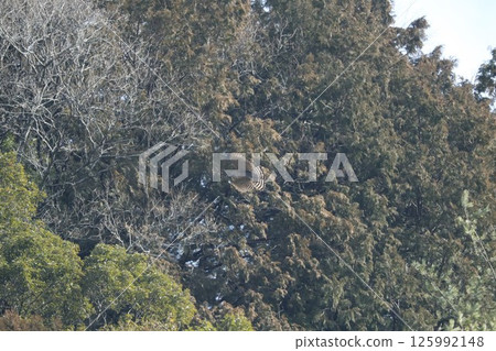 Kumataka Kumataka 125992148