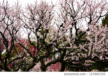 梅花盛開 梅花盛開 125992193