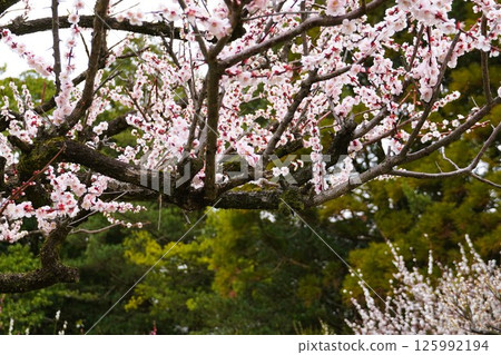 Plum blossoms in full bloom Plum blossoms in full bloom 125992194
