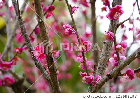 Plum blossoms in full bloom Plum blossoms in full bloom 125992198