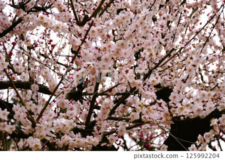 Plum blossoms in full bloom 125992204