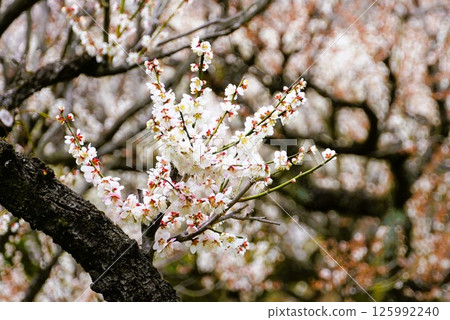 Plum blossoms in full bloom 125992240