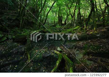 A mountain stream flowing through the mossy forests of Yakushima 125992277