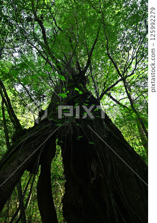 Looking up at the giant Sanyo cedar (Yakusugi) Looking up at the giant Sanyo cedar (Yakusugi) 125992279