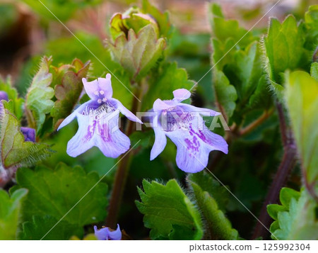 Kakidooshi flowers blooming on the Arakawa riverbed in spring Kakidooshi flowers blooming on the Arakawa riverbed in spring 125992304
