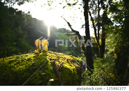 Yakushima forest spirits and early morning sunlight Yakushima forest spirits and early morning sunlight 125992377