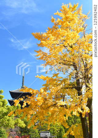 Five-story pagoda and ginkgo tree at Toji Temple Five-story pagoda and ginkgo tree at Toji Temple 125992402