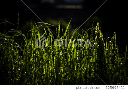 初夏的陽光與野花 125992411