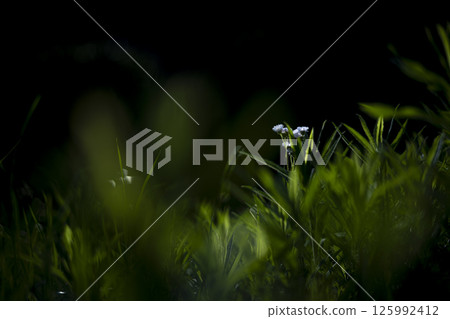 初夏的陽光與野花 125992412