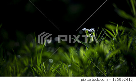 初夏的陽光與野花 125992413