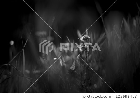 初夏的陽光與野花 125992418